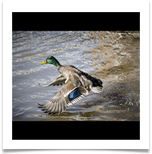 DUCK - Des Hawley